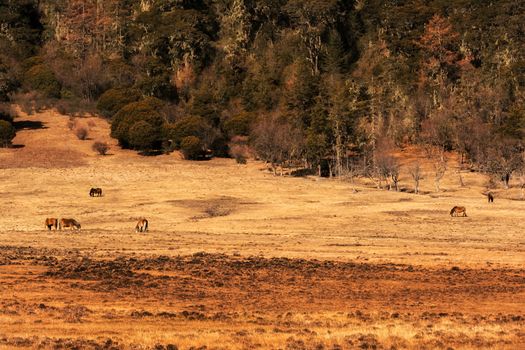 Animals in Pudacuo National Park, Shangri-la, China