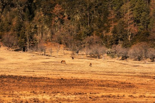 Animals in Pudacuo National Park, Shangri-la, China