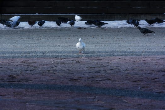 Pigeon in Shangri-la, China