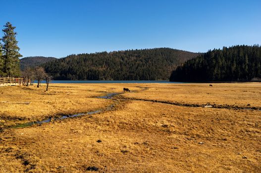 Horse grazing on pasture in Pudacuo National Park, Shangri-la, China