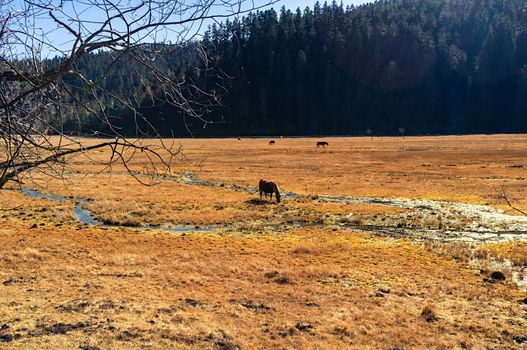 Horse grazing on pasture in Pudacuo National Park, Shangri-la, China