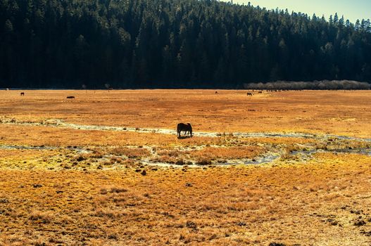 Horse grazing on pasture in Pudacuo National Park, Shangri-la, China