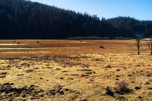 Horse grazing on pasture in Pudacuo National Park, Shangri-la, China