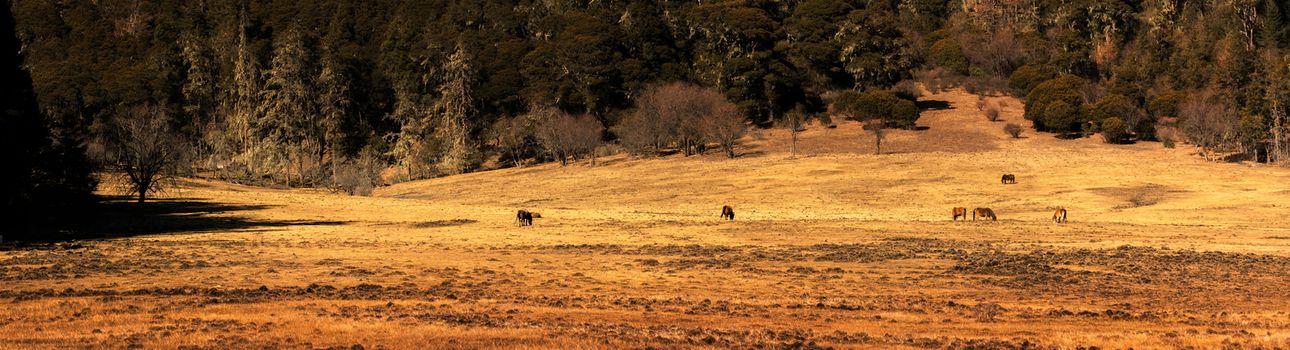 Animals in Pudacuo National Park, Shangri-la, China