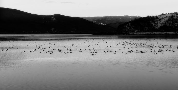 Animals in Napa lake, Shangri-la, China