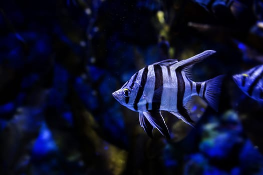 Aquarium fish in Singapore