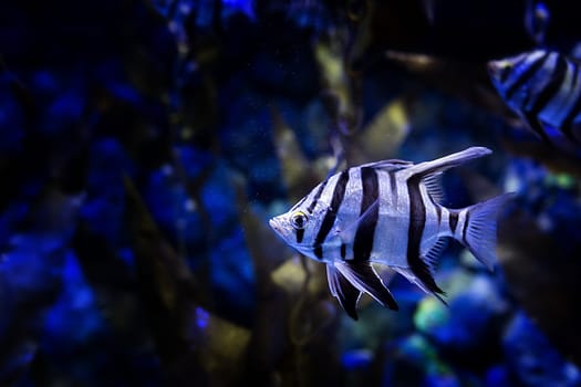 Aquarium fish in Singapore