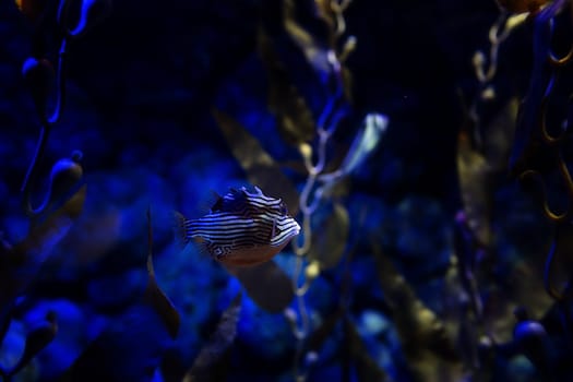 Aquarium fish in Singapore