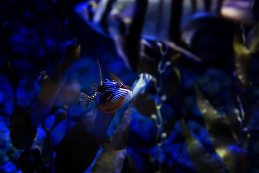 Aquarium fish in Singapore