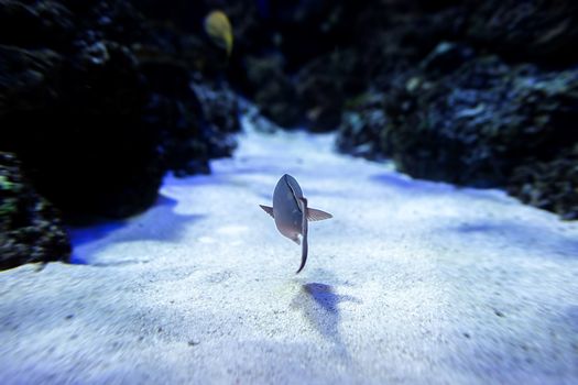 Aquarium fish in Singapore