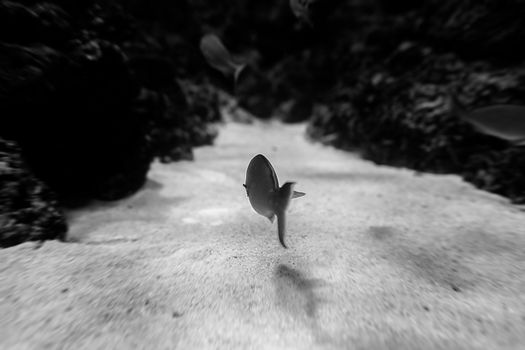 Aquarium fish in Singapore