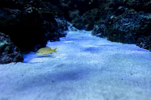 Aquarium fish in Singapore