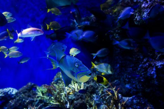 Aquarium fish in Singapore