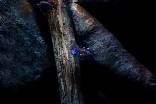 Aquarium fish in Singapore