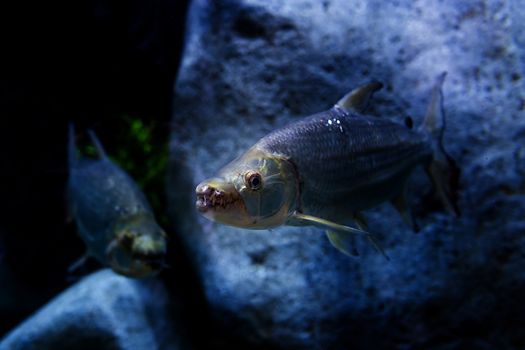 Goliath tigerfish in aquarium, Singapore