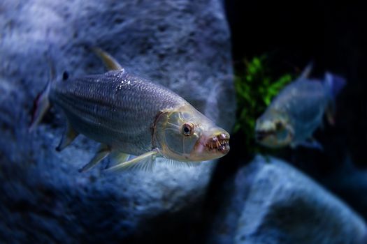 Goliath tigerfish in aquarium, Singapore