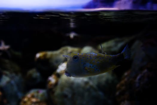 Aquarium fish in Singapore