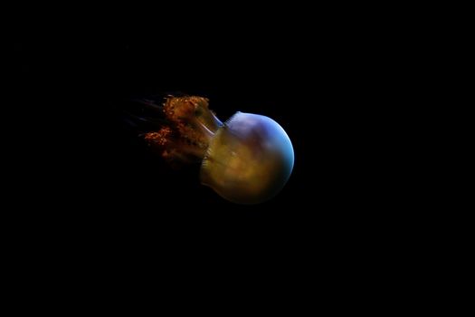 Jelly fish with close-up detailed view