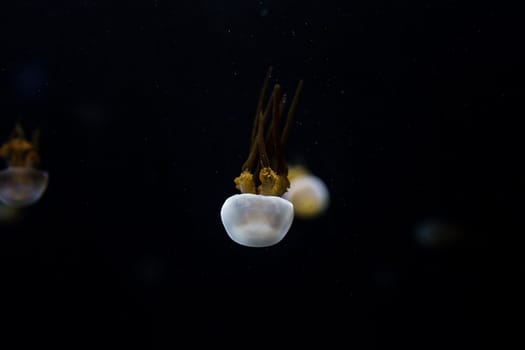 Jelly fish with close-up detailed view