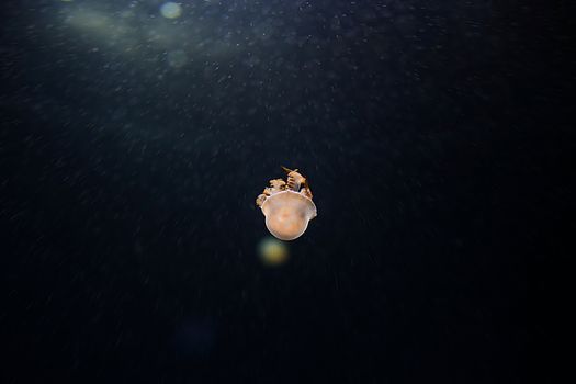 Jelly fish with close-up detailed view