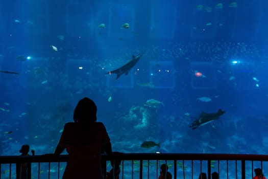 Aquarium in Singapore