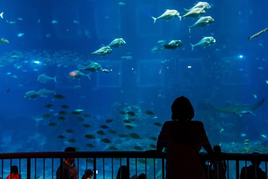 Aquarium in Singapore