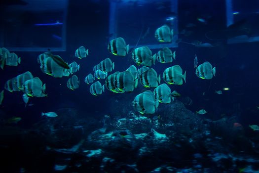 Aquarium fish in Singapore