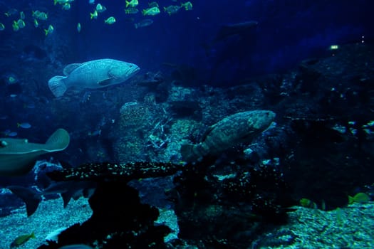 Aquarium fish in Singapore