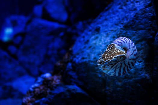 Nautilus belauensis in aquarium, Singapore