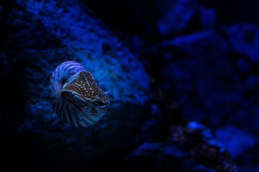 Nautilus belauensis in aquarium, Singapore