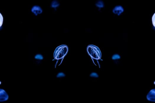 Jelly fish with close-up detailed view