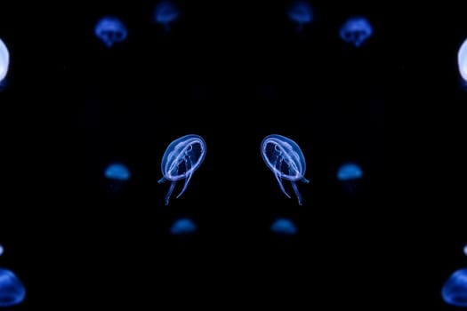 Jelly fish with close-up detailed view