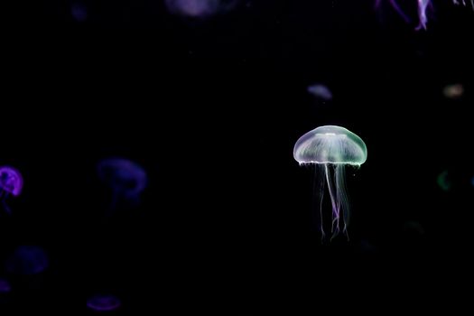 Jelly fish with close-up detailed view