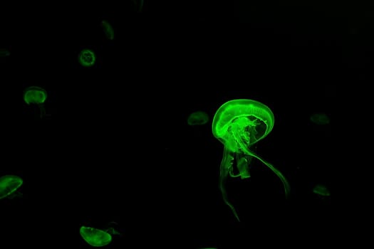 Jelly fish with close-up detailed view