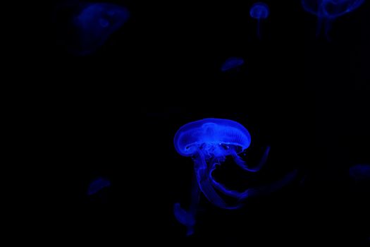 Jelly fish with close-up detailed view