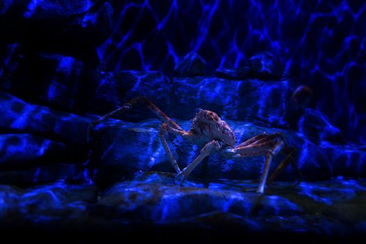 Giant Japanese spider crab in aquarium, Singapore