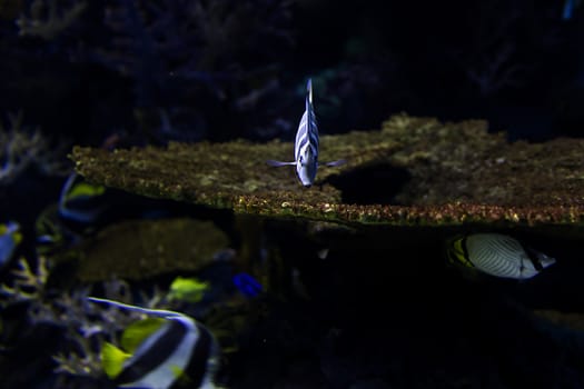 Aquarium fish in Singapore