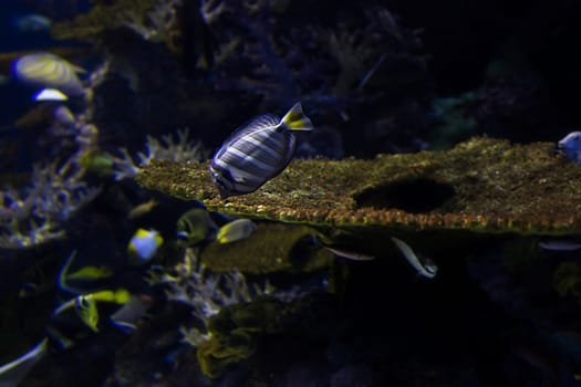 Aquarium fish in Singapore