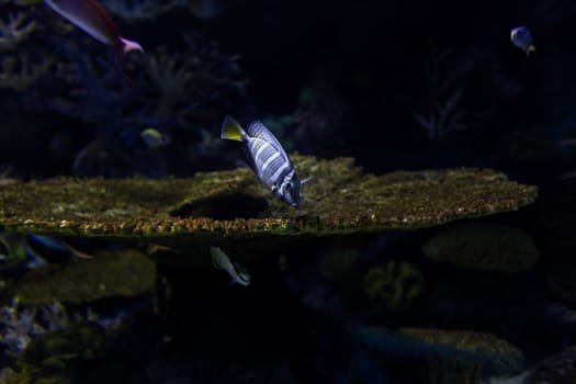 Aquarium fish in Singapore