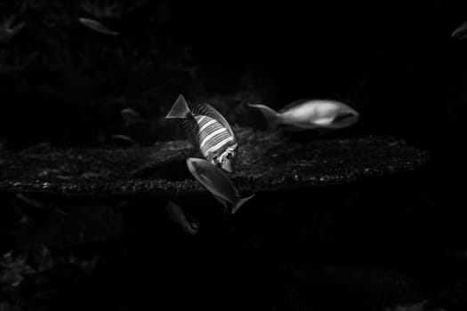 Aquarium fish in Singapore