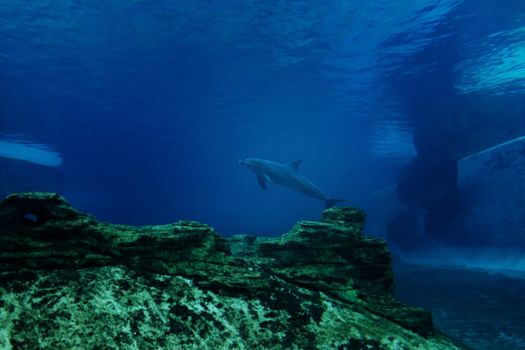 Dolphin in aquarium, Singapore