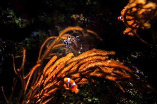 Clownfish in aquarium, Singapore