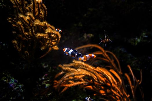 Clownfish in aquarium, Singapore