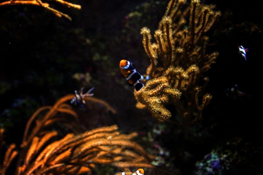 Clownfish in aquarium, Singapore