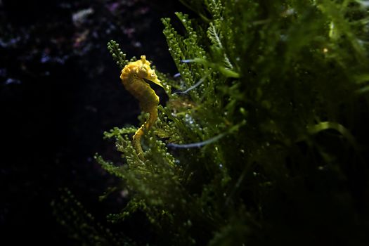 Seahorse in aquarium, Singapore