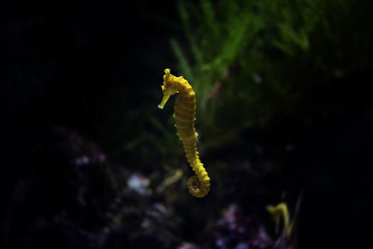 Seahorse in aquarium, Singapore