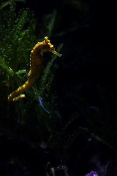 Seahorse in aquarium, Singapore