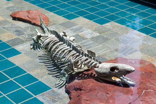 Alligator Skeleton under Water