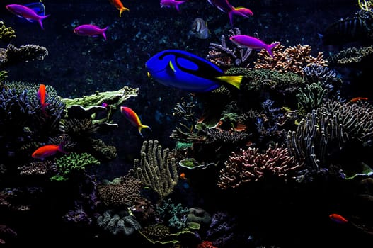 Aquarium fish in Singapore