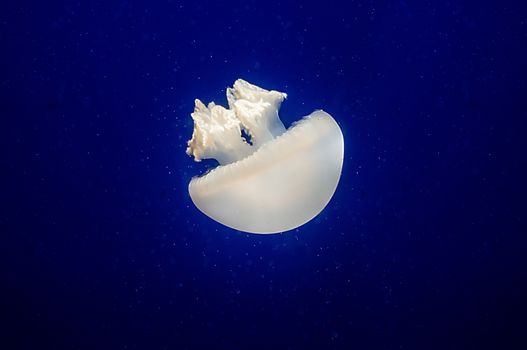 Jelly fish with close-up detailed view